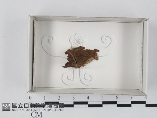 登錄號:F0018174藏品圖，第1張