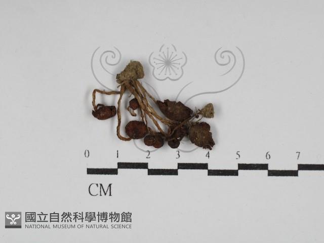 登錄號:F0030174藏品圖，第1張