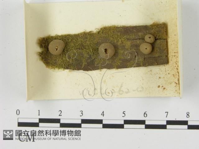 登錄號:F0021174藏品圖，第1張