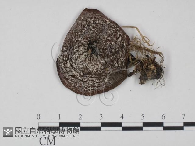 登錄號:F0001174藏品圖，第1張