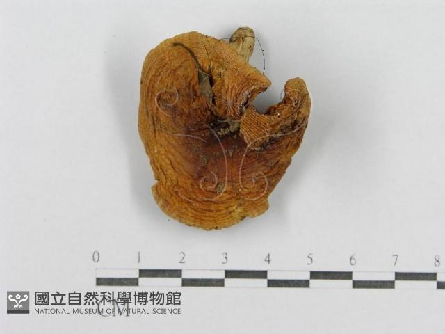 登錄號:F0011174藏品圖，第1張