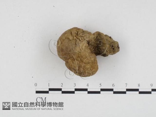 登錄號:F0024174藏品圖，第1張