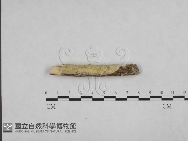 登錄號:F0004174藏品圖，第1張