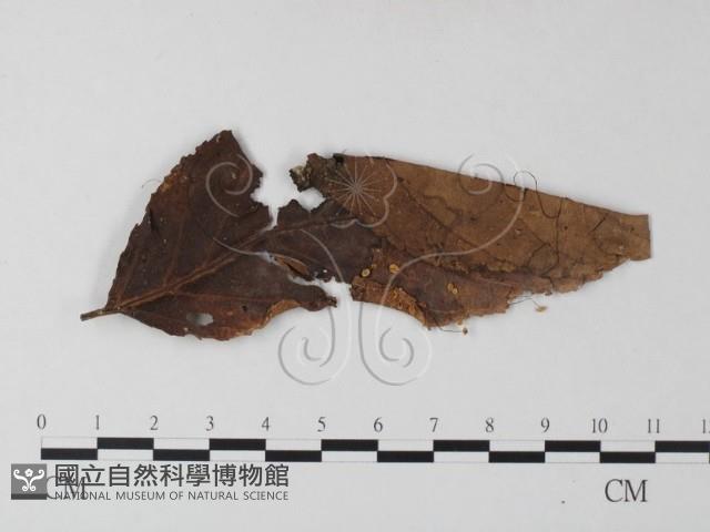 登錄號:F0014174藏品圖，第1張