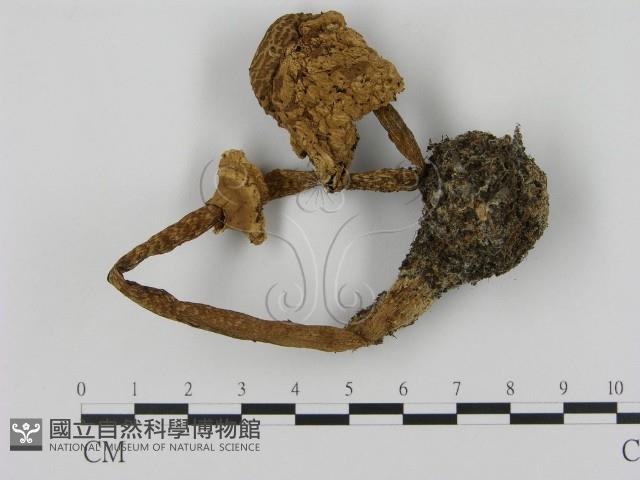 高大環柄菇藏品圖，第1張