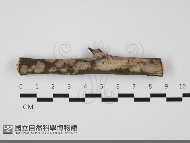 登錄號:F0032174藏品圖，第1張