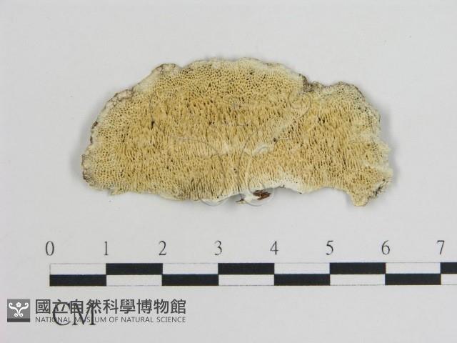 登錄號:F0007174藏品圖，第1張