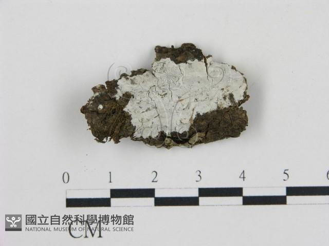 登錄號:F0017174藏品圖，第1張