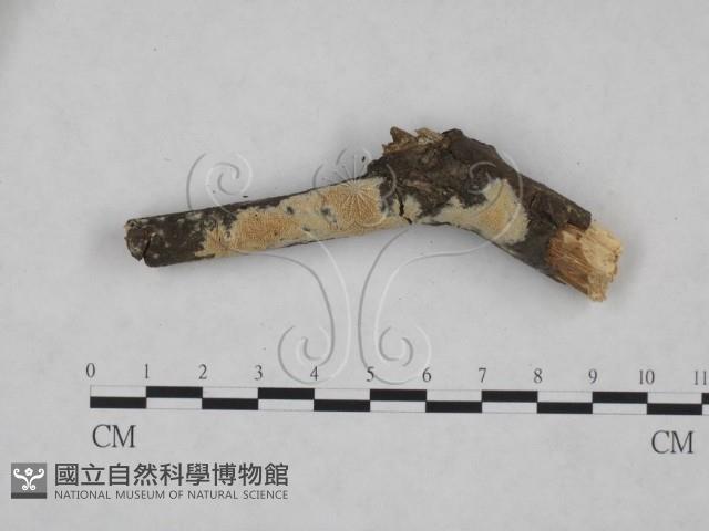 登錄號:F0025174藏品圖，第1張
