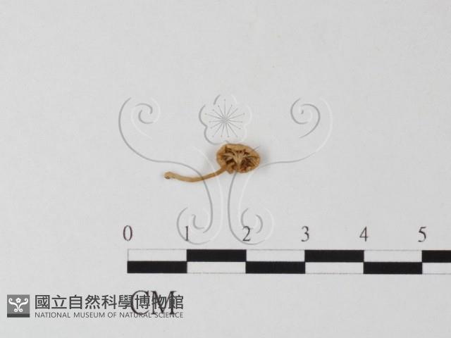 登錄號:F0005174藏品圖，第1張