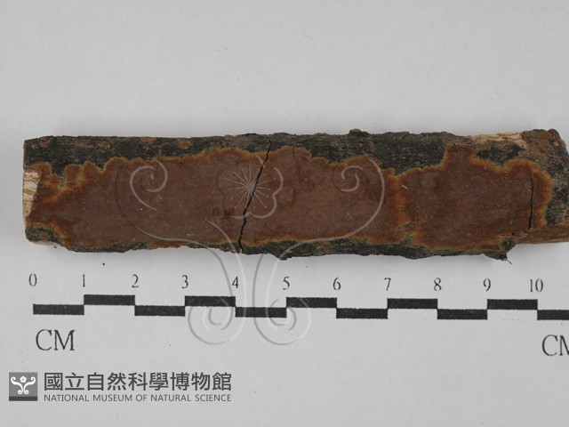 刺革菌屬藏品圖，第1張