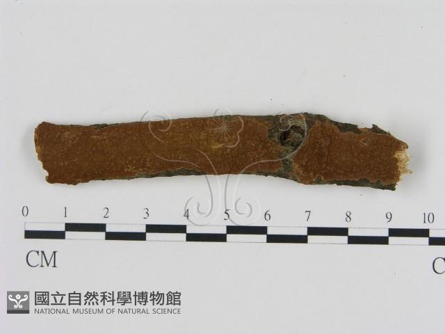 刺革菌屬藏品圖，第1張