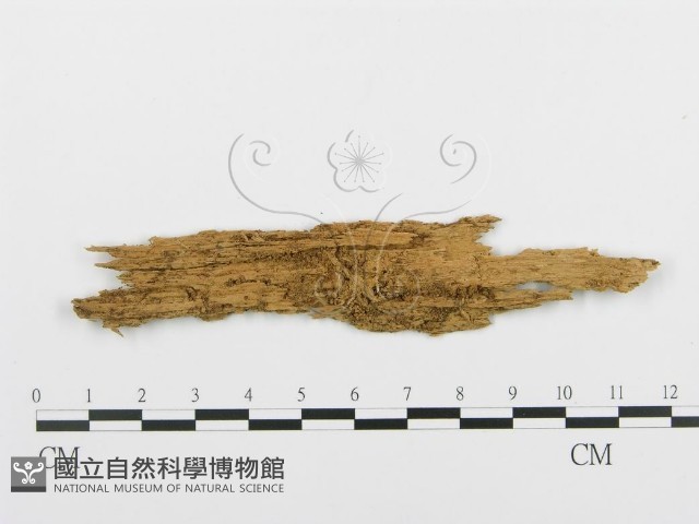 登錄號:F0003174藏品圖，第1張