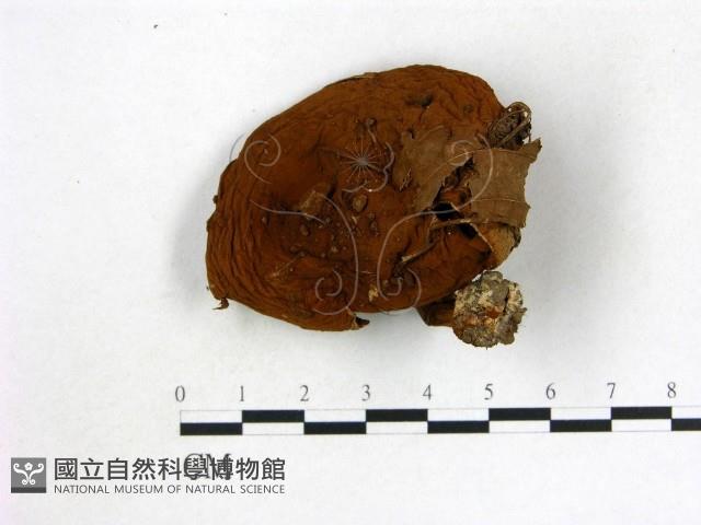 登錄號:F0013174藏品圖，第1張