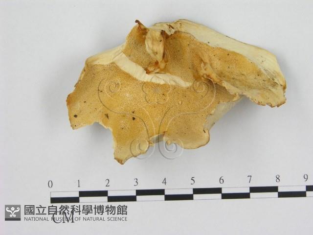 登錄號:F0008074藏品圖，第1張