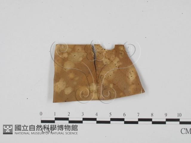 登錄號:F0020074藏品圖，第1張