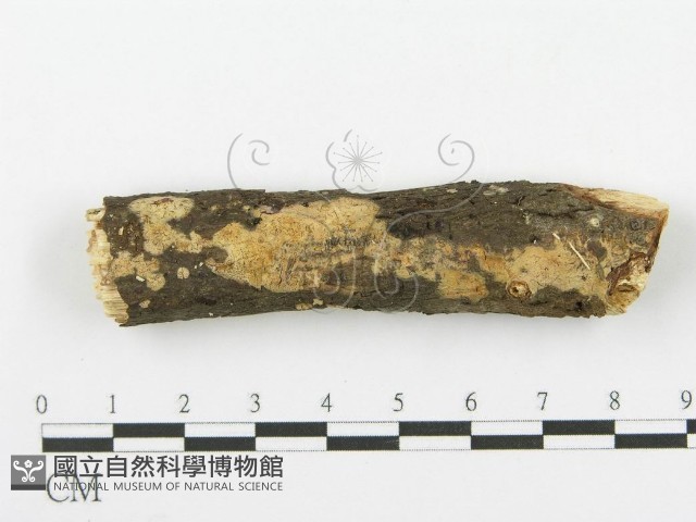 登錄號:F0000074藏品圖，第1張