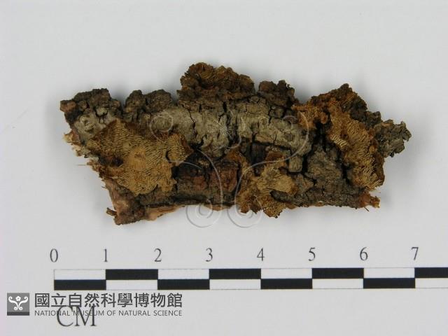 登錄號:F0010074藏品圖，第1張