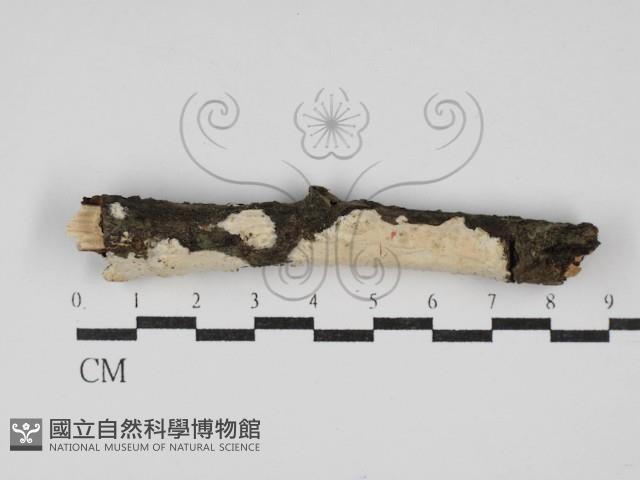 登錄號:F0030074藏品圖，第1張