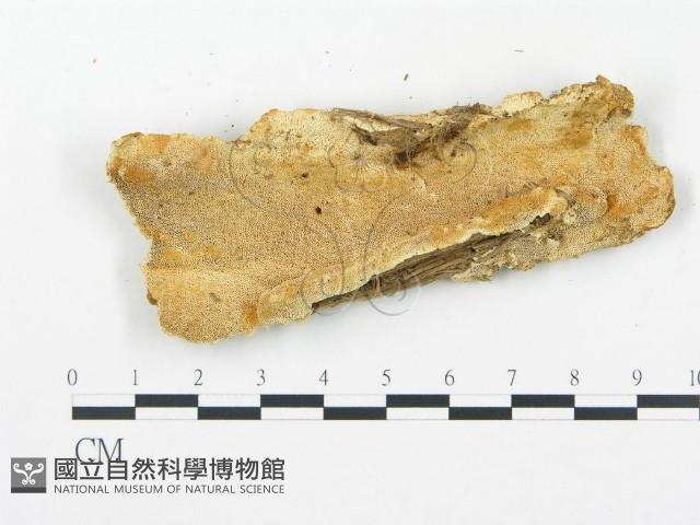 登錄號:F0006074藏品圖，第1張