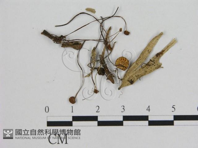 小皮傘屬藏品圖，第1張