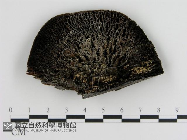 登錄號:F0021074藏品圖，第1張