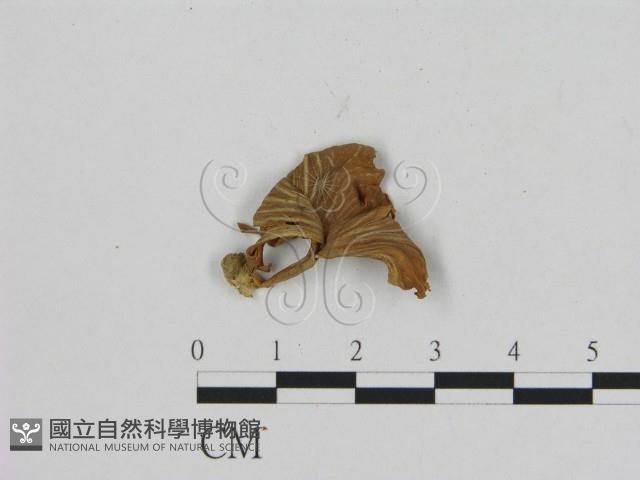 登錄號:F0011074藏品圖，第1張