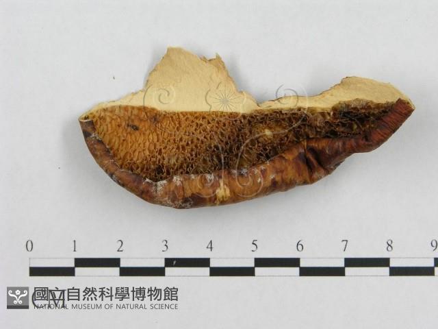 寬鱗多孔菌藏品圖，第1張