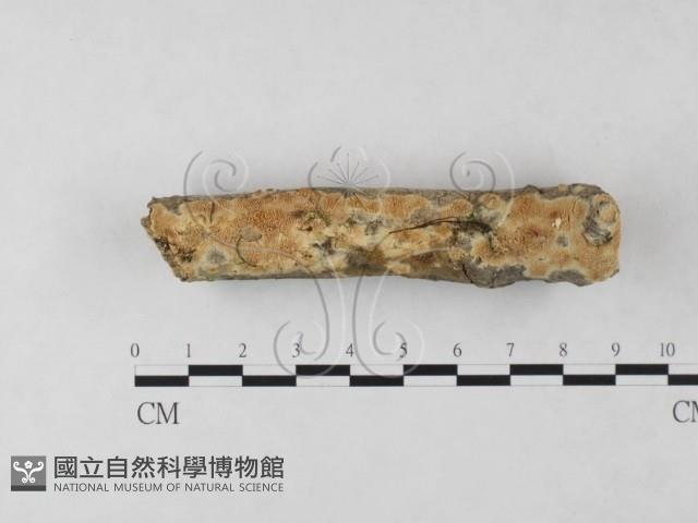 登錄號:F0022074藏品圖，第1張
