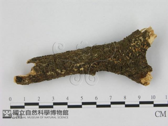 小皮傘屬藏品圖，第1張