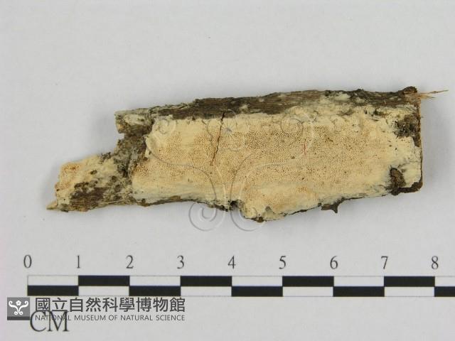 銳孔菌屬藏品圖，第1張