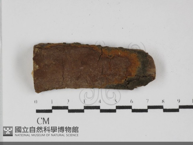 刺革菌屬藏品圖，第1張