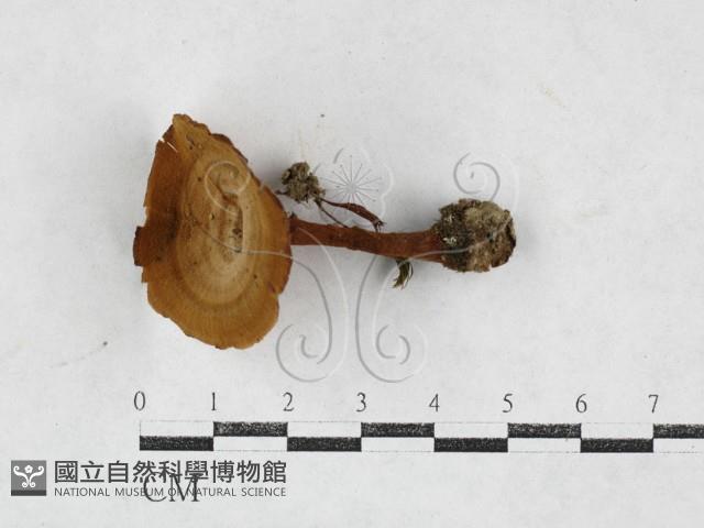 集毛菌屬藏品圖，第1張