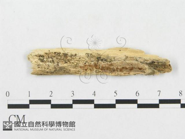 登錄號:F0007074藏品圖，第1張