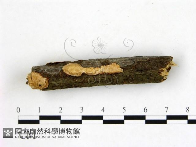 登錄號:F0015074藏品圖，第1張