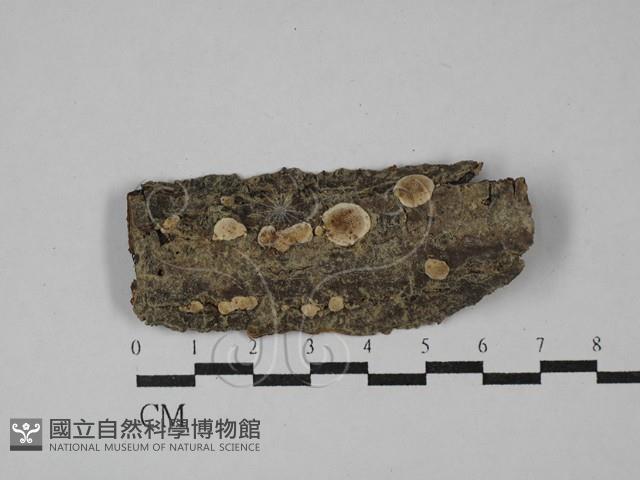 登錄號:F0029074藏品圖，第1張