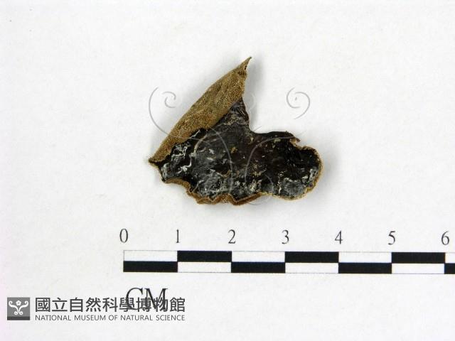毛木耳藏品圖，第1張