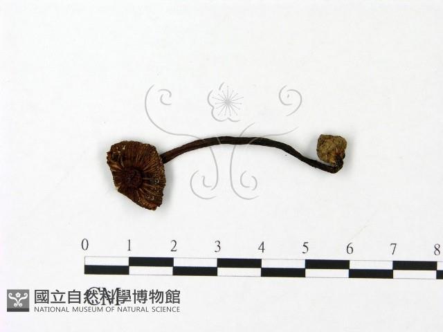 登錄號:F0023074藏品圖，第1張