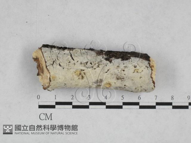 絲皮菌屬藏品圖，第1張
