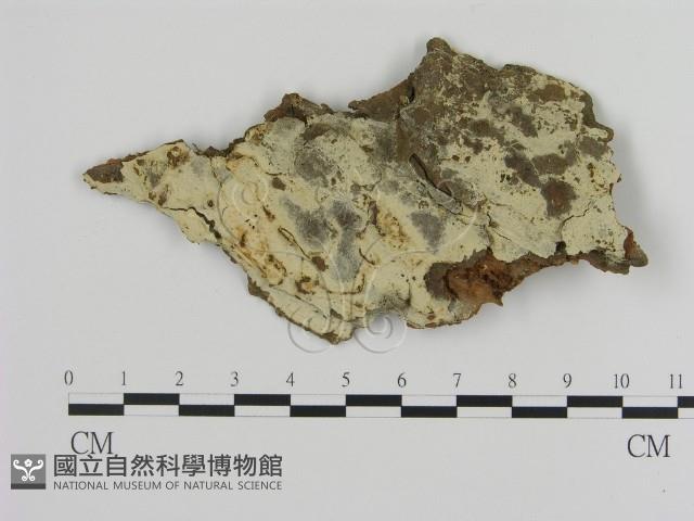 登錄號:F0020374藏品圖，第1張