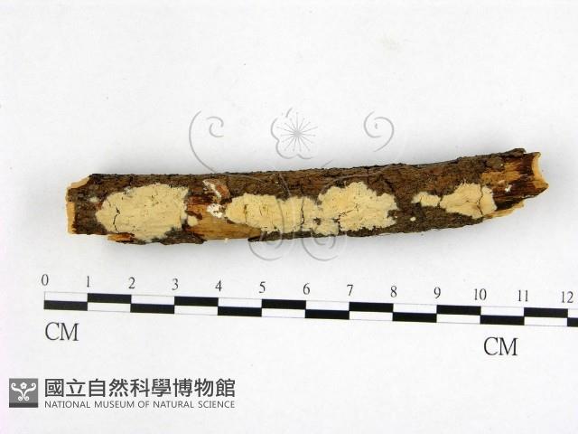 登錄號:F0000374藏品圖，第1張