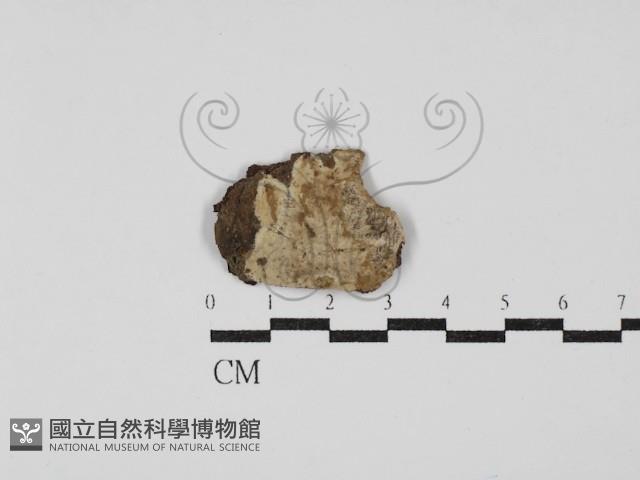 登錄號:F0030374藏品圖，第1張