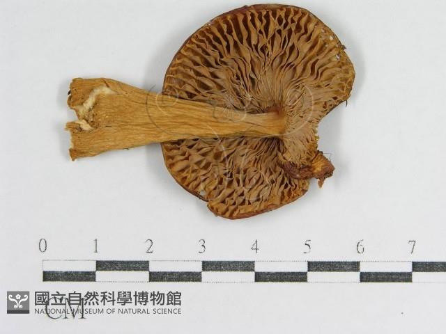 登錄號:F0016374藏品圖，第1張