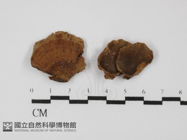登錄號:F0031374藏品圖，第1張
