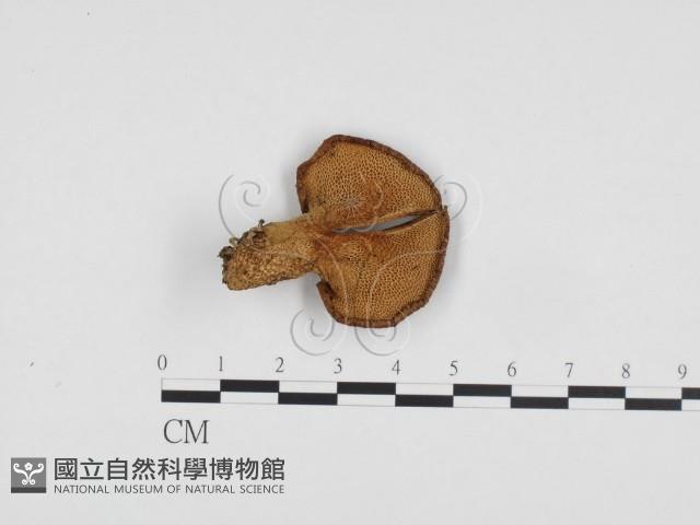 館號:F0024374藏品圖，第1張
