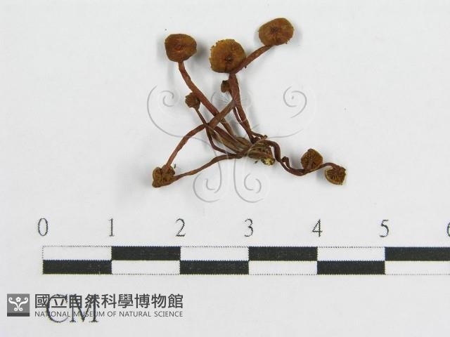 登錄號:F0004374藏品圖，第1張