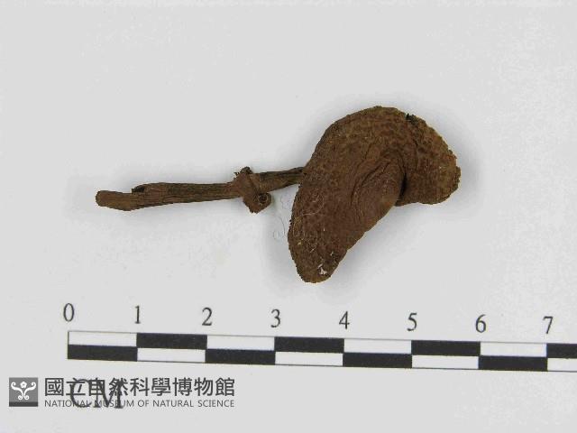 登錄號:F0014374藏品圖，第1張