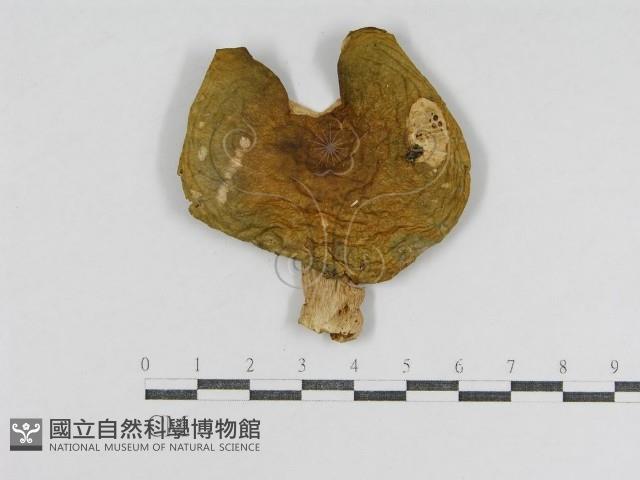 登錄號:F0012374藏品圖，第1張