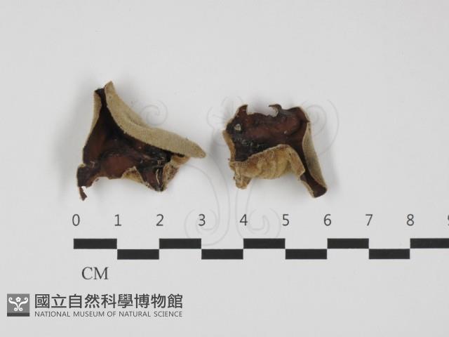 毛木耳藏品圖，第1張