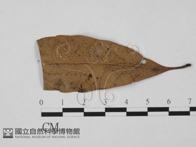 登錄號:F0007374藏品圖，第1張